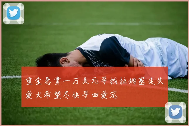 重金悬赏一万美元寻找拉姆塞走失爱犬希望尽快寻回爱宠